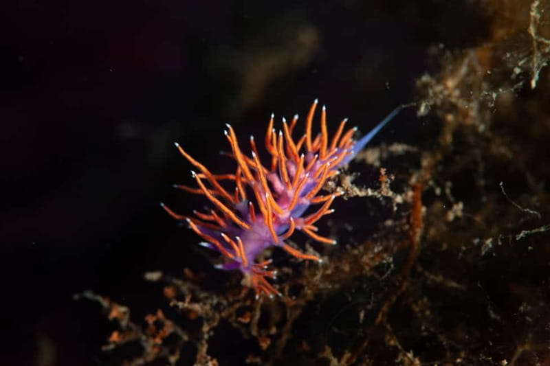 Marina di Campo: diving on the island of Elba - Final Thoughts: Who Should Consider This?