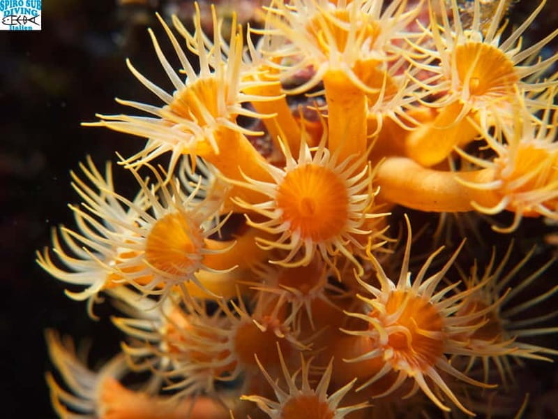 Marina di Campo: diving on the island of Elba - FAQ: Your Practical Questions Answered