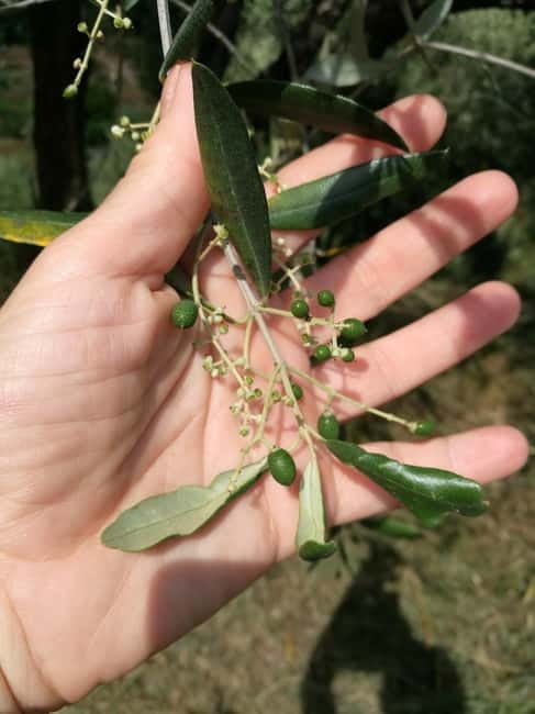 Marliana: Tuscan Olive Oil Tour with Dinner - Key points / Takeaways