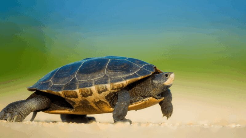 Marmaris: Dalyan, Turtle Beach, and Kizilkum Bay Boat Tour - Dalyan and the Rock Tombs: A Glimpse into Ancient Turkey