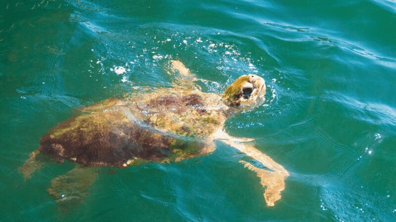 Marmaris: Dalyan, Turtle Beach, and Kizilkum Bay Boat Tour - Final Drop-off and Reflection