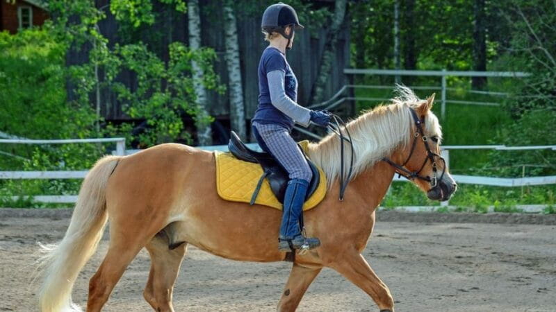 Marmaris Horse Safari - Why It’s a Great Value and Who It Suits