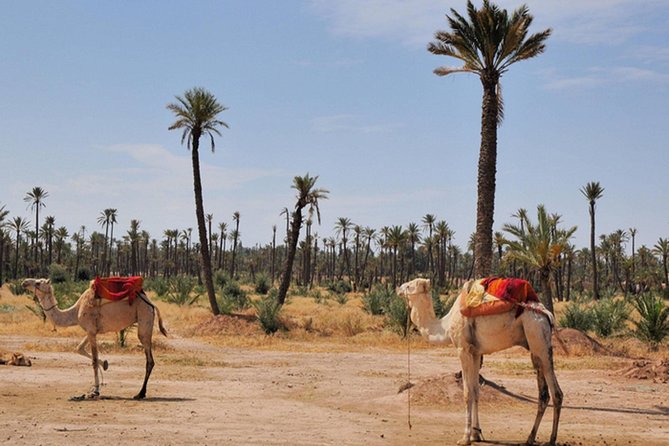 Marrakech Desert Camel Ride - Suitability and Accessibility