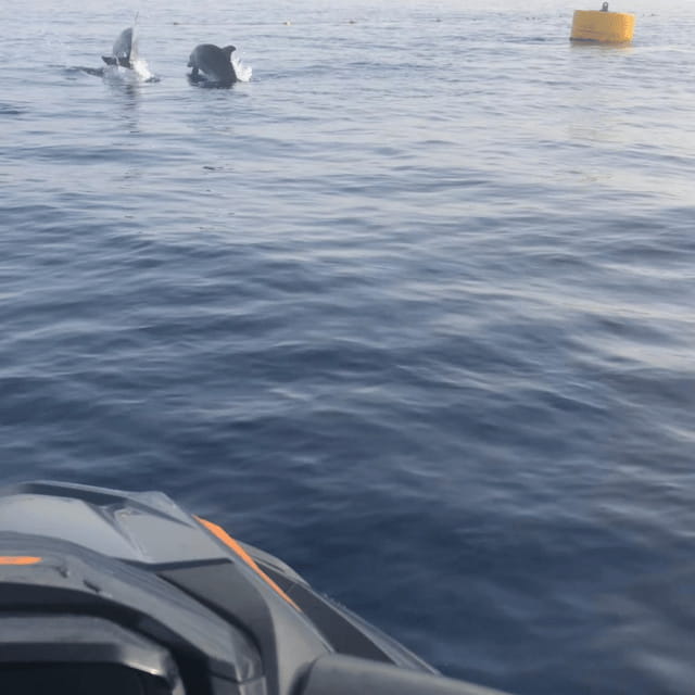 Marsaskala: Dolphin Watching Boat Tour - Exploring Malta’s waters: what the tour offers