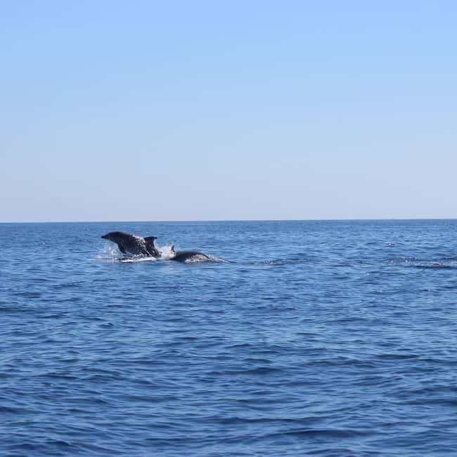 Marsaskala: Dolphin Watching Boat Tour - Who this tour is best for