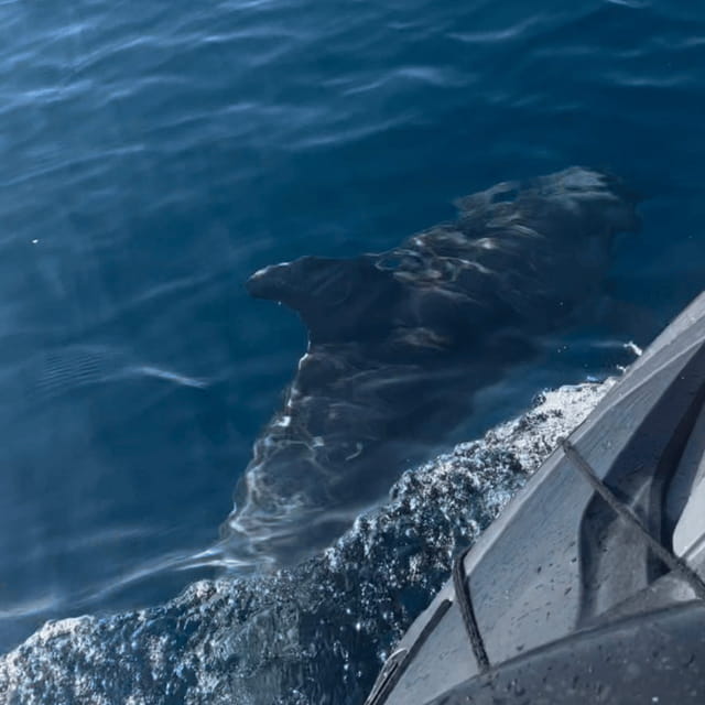 Marsaskala: Dolphin Watching Boat Tour - Price and logistics: making it work