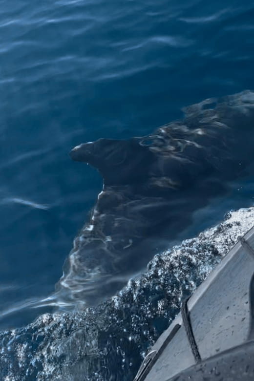 Marsaskala: Dolphin Watching Boat Tour - Final thoughts: is it worth it?