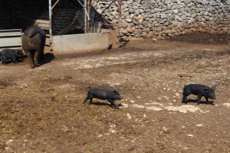 Martina Franca e-bike tour and visit to a breeding - Final Thoughts