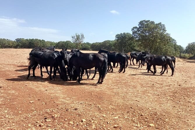 Martina Franca e-Bike tour . Visit a breeding and a dairy farm - Key points / Takeaways