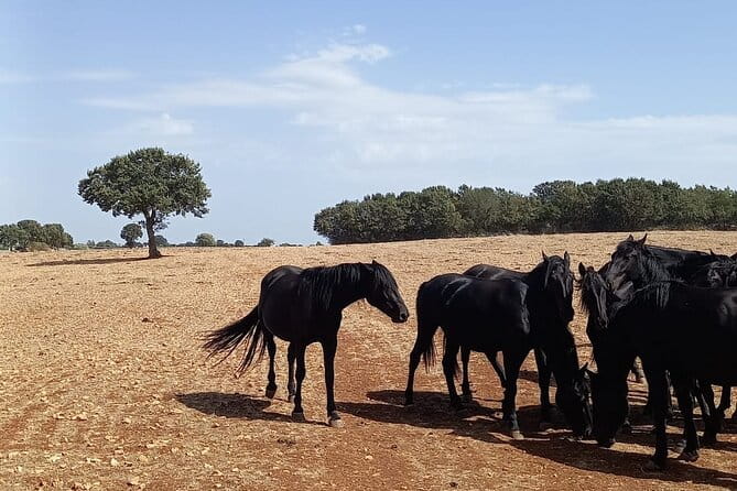 Martina Franca e-Bike tour . Visit a breeding and a dairy farm - Exploring Martina Franca’s Countryside on Two Wheels