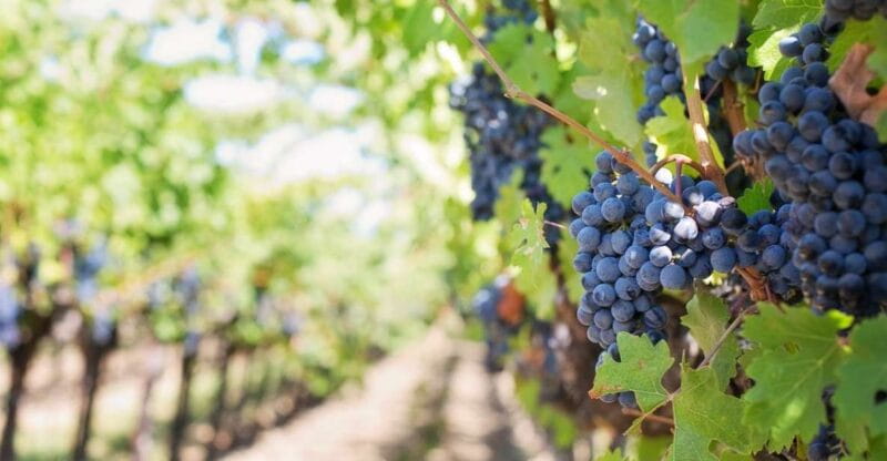 Martina Franca: Wine & Local Products Tasting - A Detailed Look at the Experience: From Vineyard to Glass