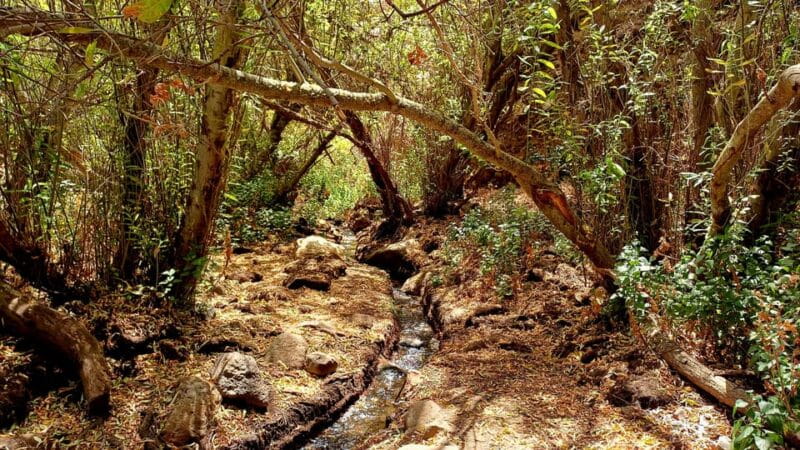 Maspalomas: Barranco de los Cernicalos Rainforest Hike - Transportation and Accessibility