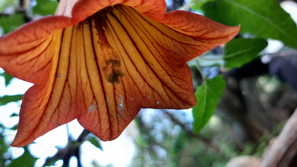 Maspalomas: Barranco De Los Cernicalos Rainforest Hike - Participant Requirements