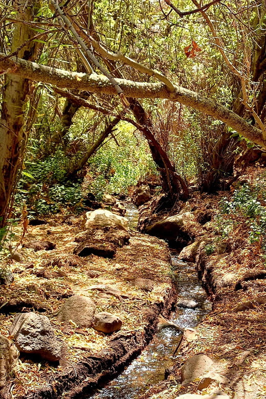Maspalomas: Barranco De Los Cernicalos Rainforest Hike - Customer Feedback