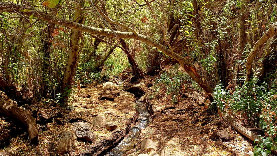 Maspalomas: Barranco De Los Cernicalos Rainforest Hike - Booking Information