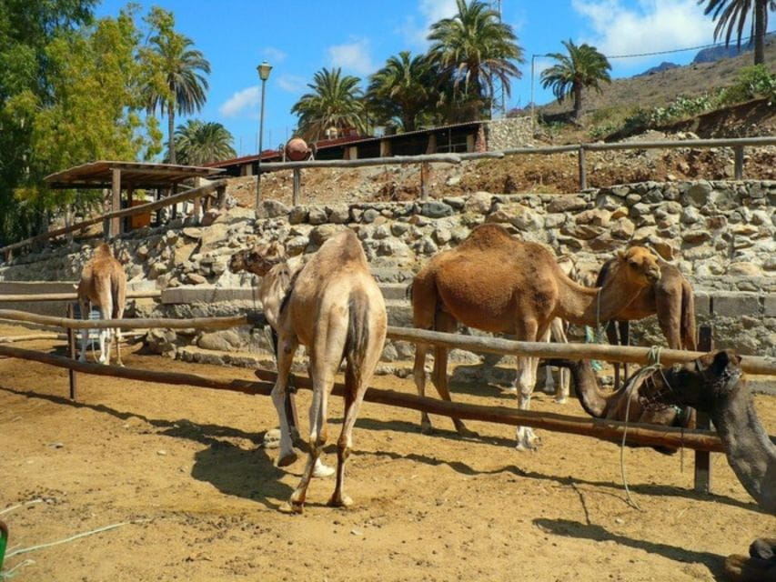 Maspalomas: Guided Camel Ride in the Maspalomas Sand Dunes - Booking and Cancellation Policies