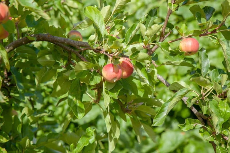 Maspalomas & Las Palmas: Artenara, Tamadaba & cider tasting - Practical Details and Logistics