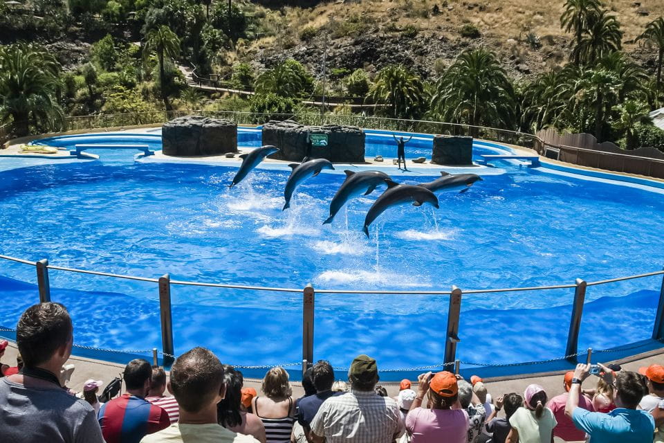 Maspalomas: Palmitos Park Ticket With Dolphin and Bird Shows - Shows and Experiences
