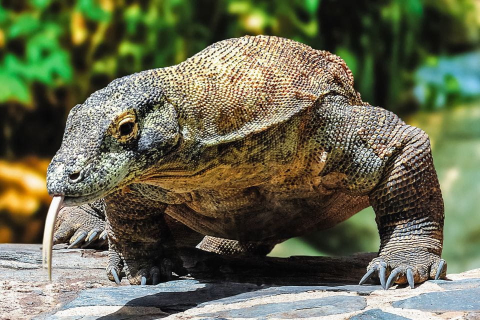 Maspalomas: Palmitos Park Ticket With Dolphin and Bird Shows - Visitor Recommendations