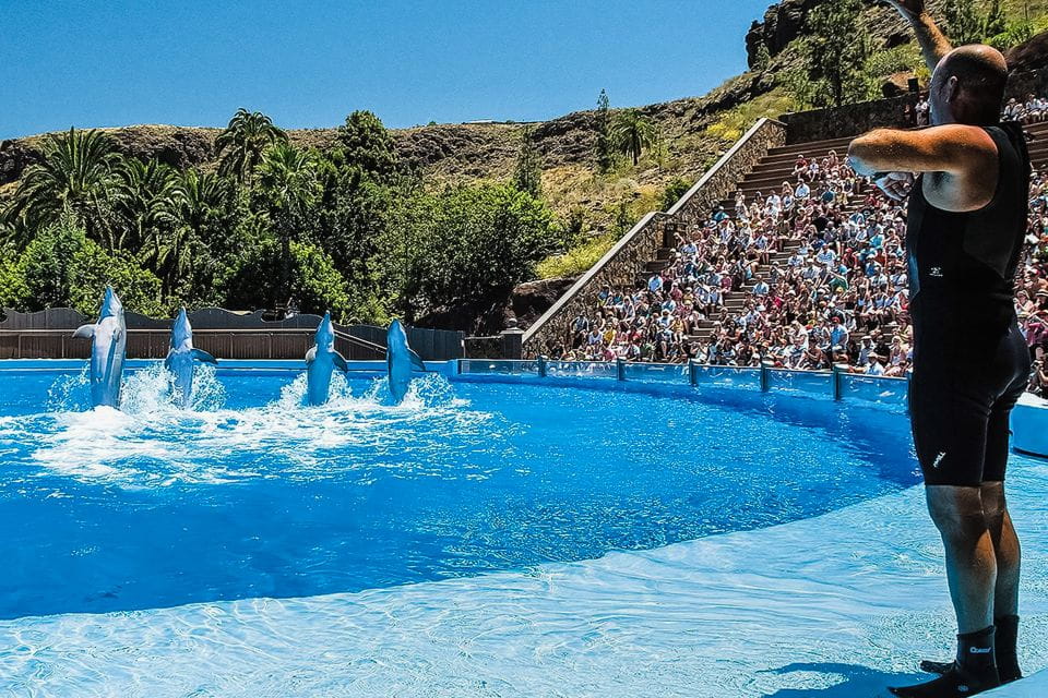 Maspalomas: Palmitos Park Ticket With Dolphin and Bird Shows - Accessibility Features