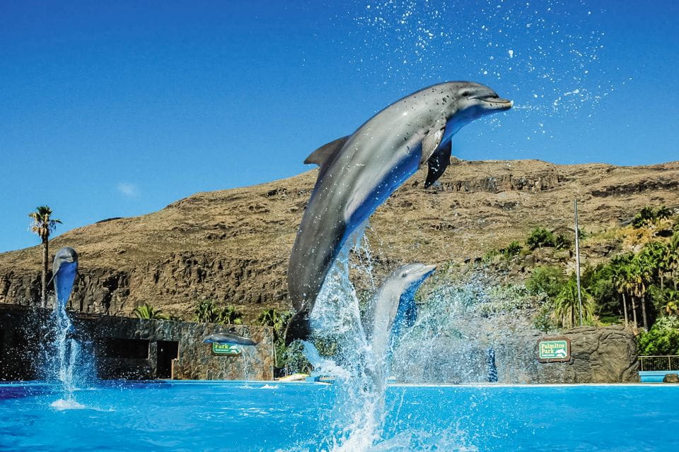 Maspalomas: Palmitos Park Ticket With Dolphin and Bird Shows - Things To Know
