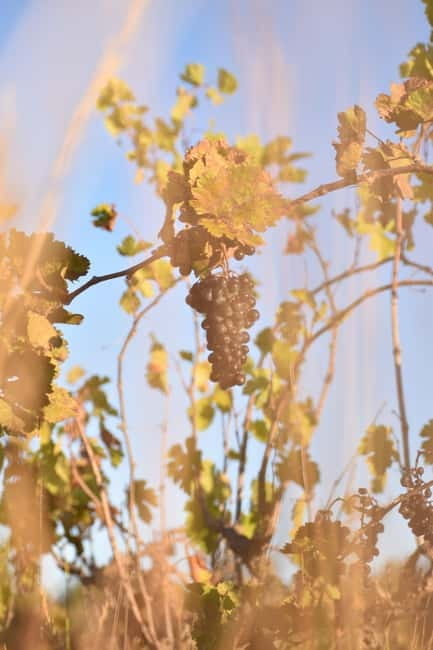 Massmamier La Mignarde : Wine Tasting - The Value of the Experience and Practicalities