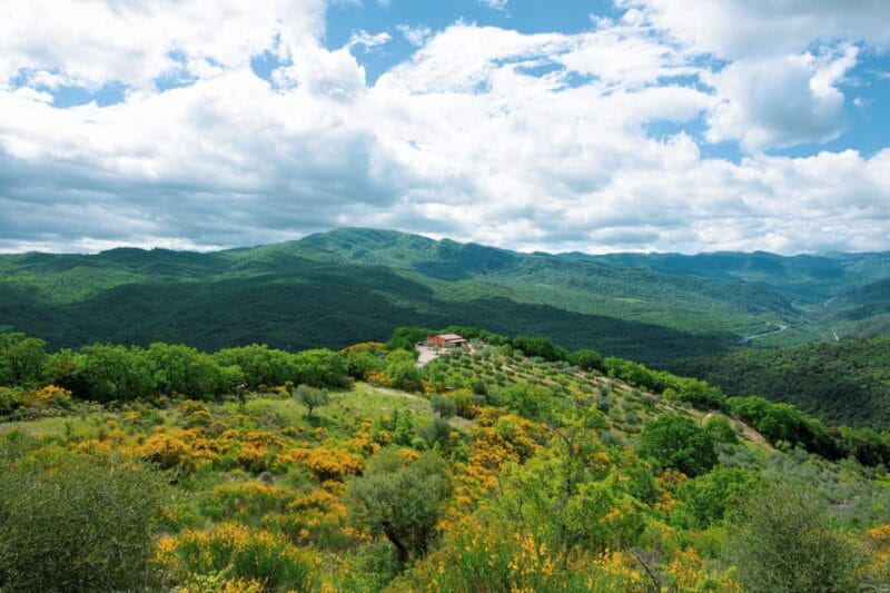 Matera: Aperitif Truffles and Champagne under the olive tree - Key points / Takeaways