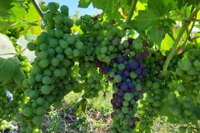 Matera half day - The Sum Up