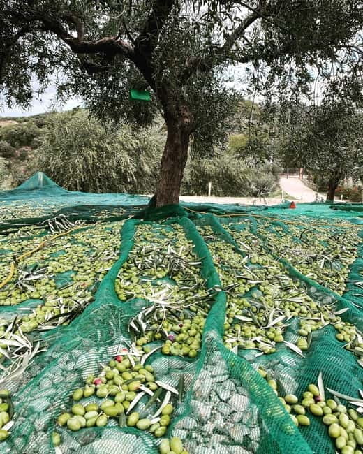 Matera: Olive harvest with brunch and visit to the mill - Key Points / Takeaways