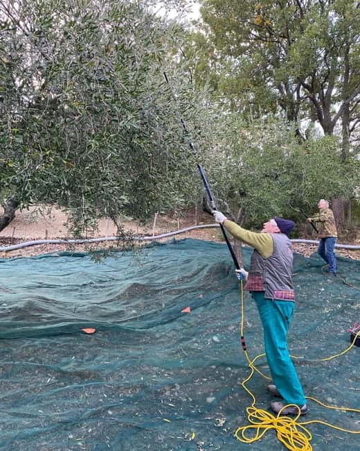 Matera: Olive harvest with brunch and visit to the mill - Exploring the Experience in Detail