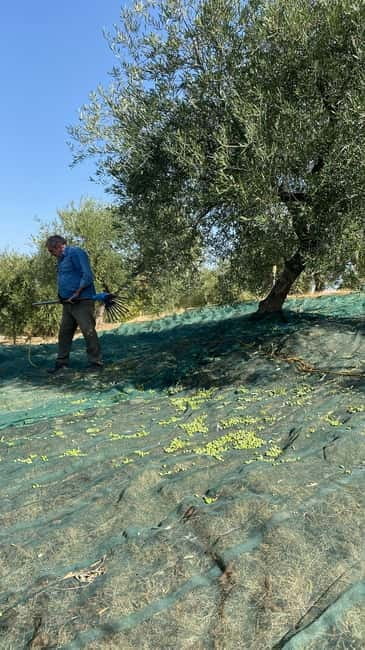 Matera: Olive harvest with brunch and visit to the mill - Practical Tips for Your Visit
