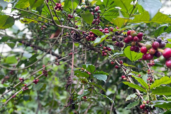 Materuni Waterfalls & Coffee Tour - Discover Coffee Cultivation