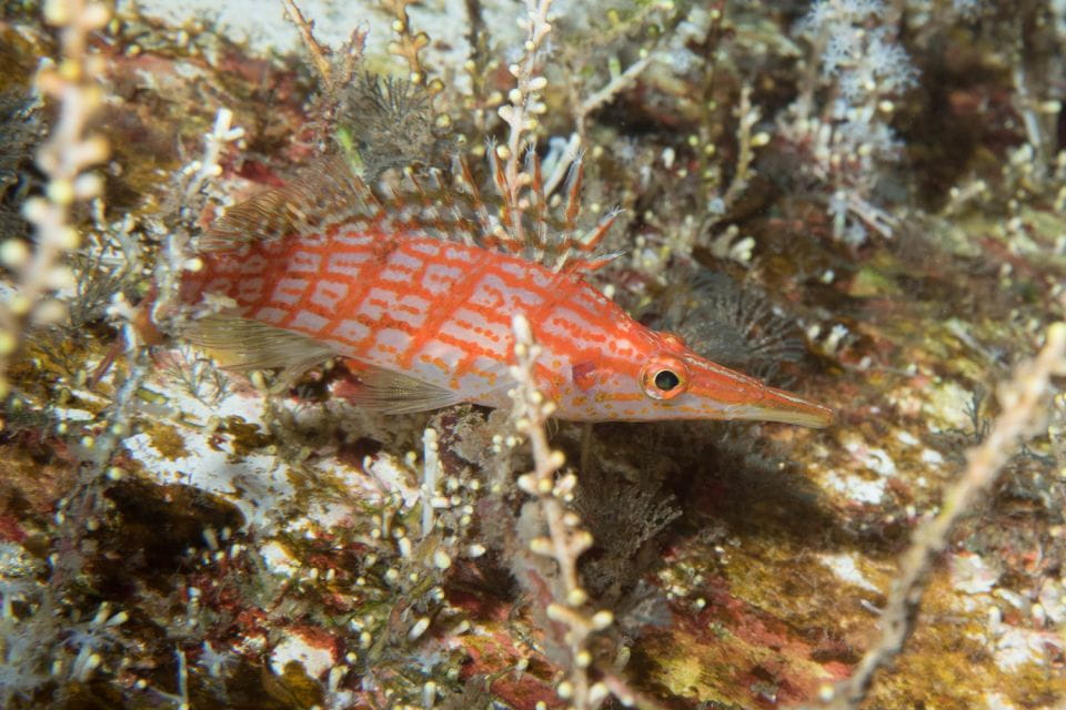 Maui: Beginner Discovery Scuba Dive Excursion From Lahaina - Key Points