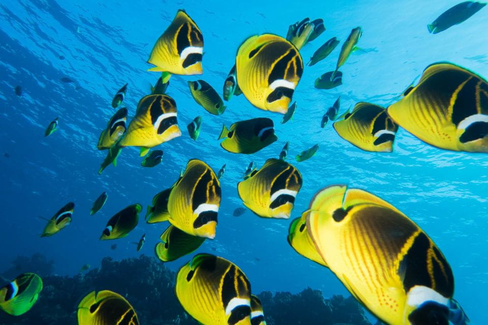 Maui: Beginner Discovery Scuba Dive Excursion From Lahaina - Encountering Marine Life