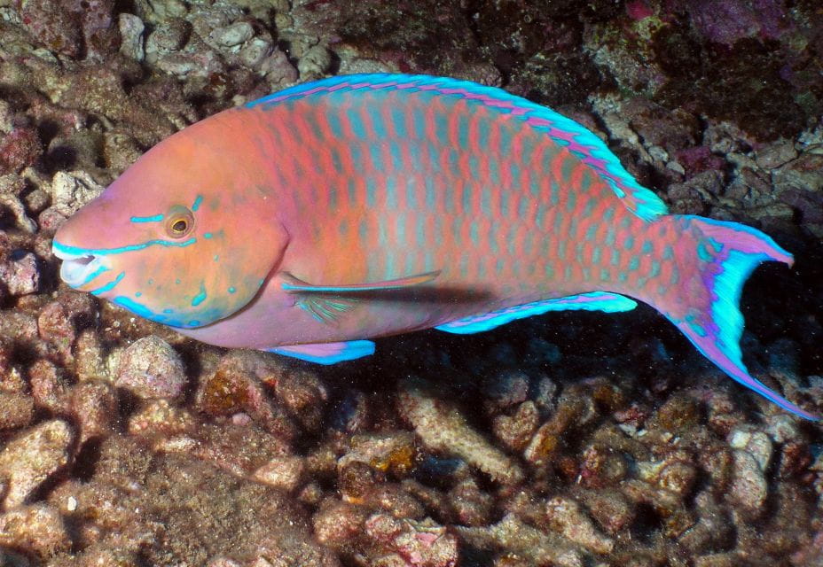 Maui: Beginner Discovery Scuba Dive Excursion From Lahaina - Restrictions and Waiver Requirements