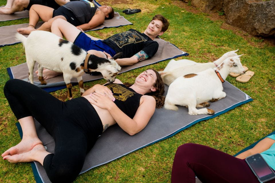 Maui Goat Yoga With Miniature Goats - Yoga Practice With Friendly Goats