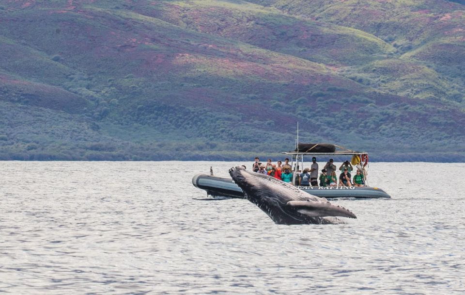 Maui: Guided Whale Watching Tour on Eco Raft - Experience and Highlights