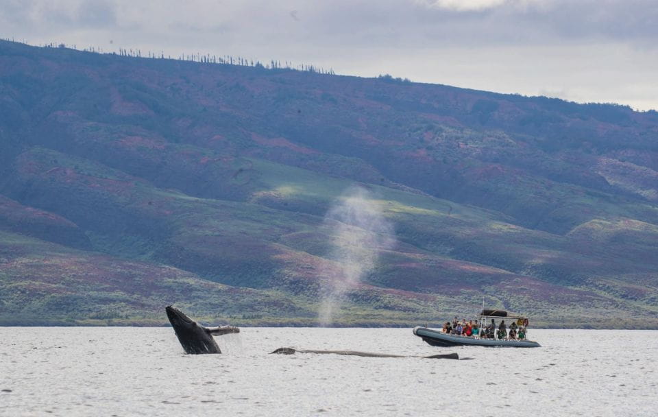 Maui: Guided Whale Watching Tour on Eco Raft - Important Information