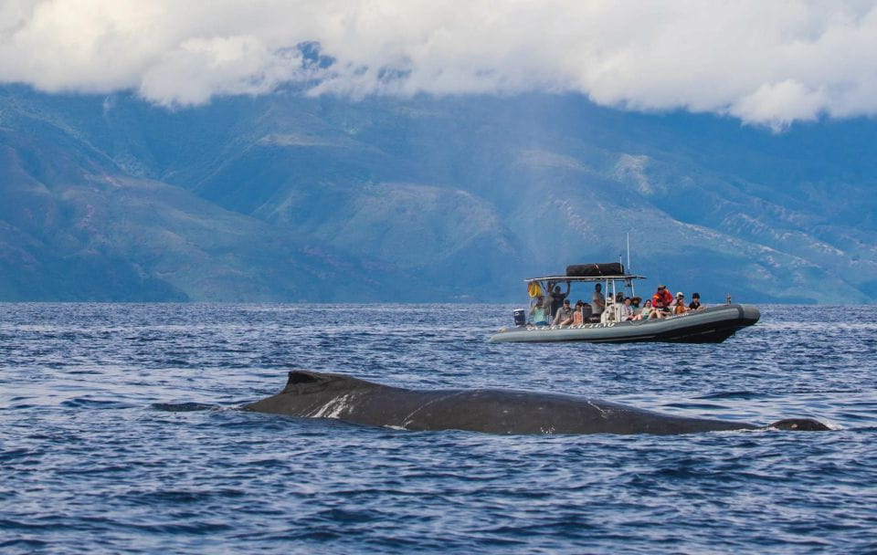 Maui: Guided Whale Watching Tour on Eco Raft - Customer Reviews