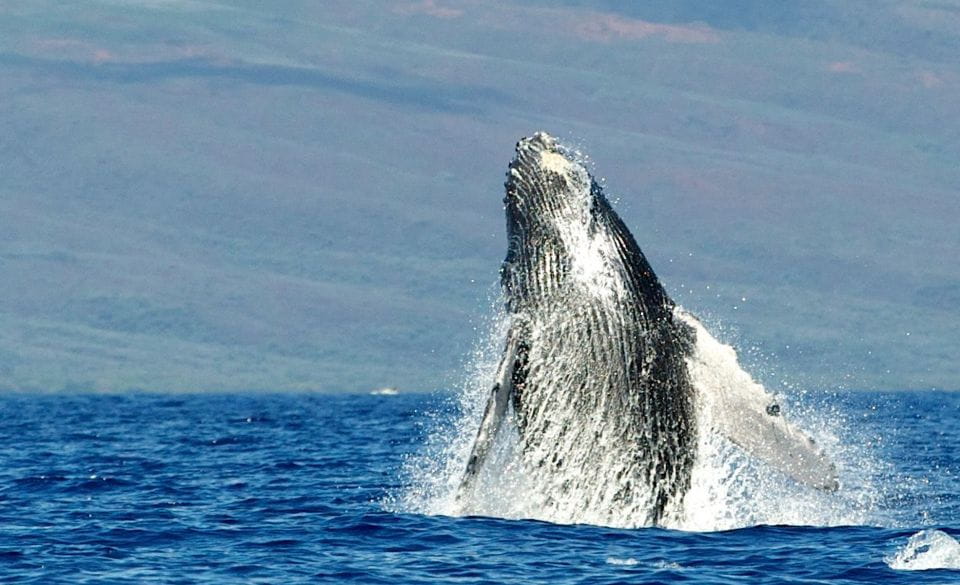 Maui: Guided Whale Watching Tour on Eco Raft - Activity and Location