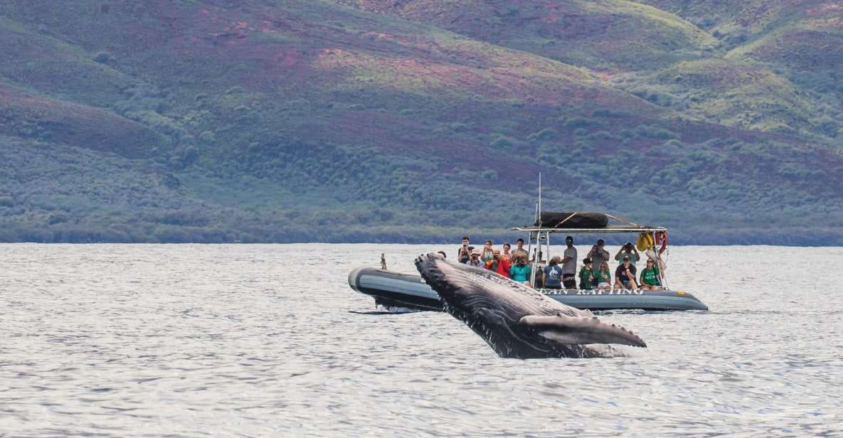 Maui: Guided Whale Watching Tour on Eco Raft - Availability and Cancellation Policy