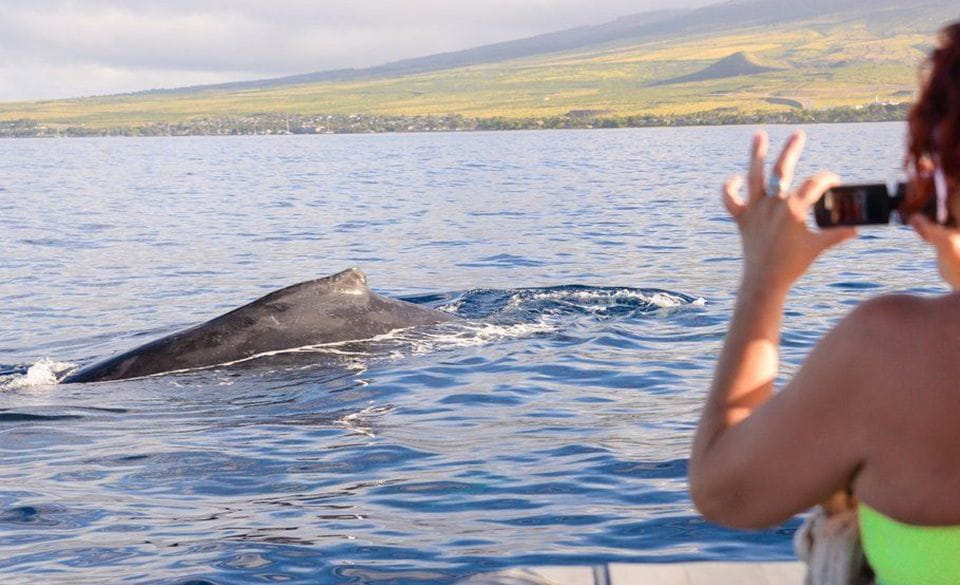 Maui: Guided Whale Watching Tour on Eco Raft - Frequently Asked Questions