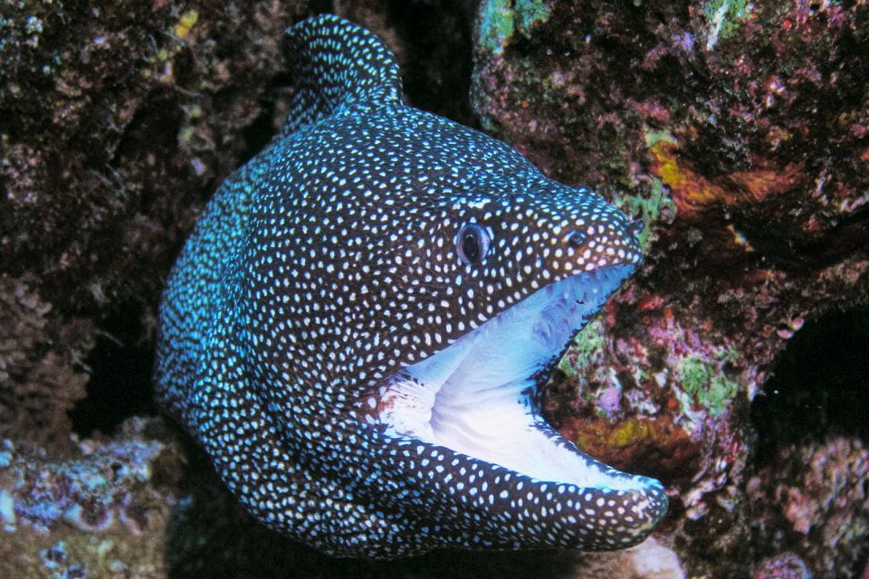 Maui: Molokini Snorkel and Performance Sail With Lunch - Underwater Camera Rental Options