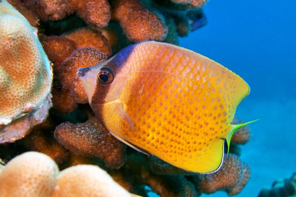 Maui: Molokini Snorkel and Performance Sail With Lunch - Meeting Point and Harbor Details