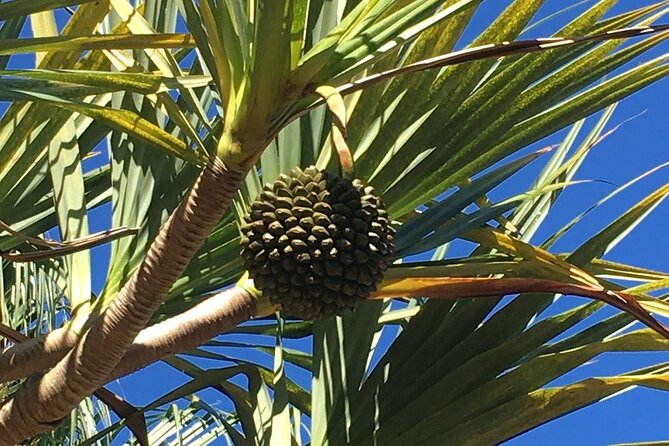 Mauritius Full Day Tour : Private South West With Lunch - Cancellation Policy