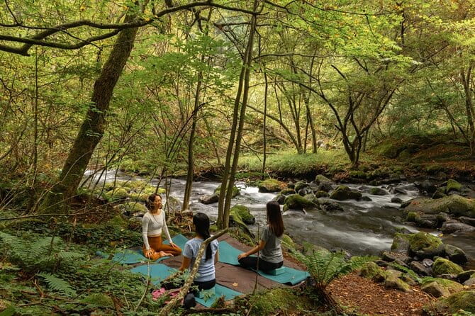 Meditation Experience in Nature With Primeval Forest and Springs - Guidance and Instruction From the Meditation Expert