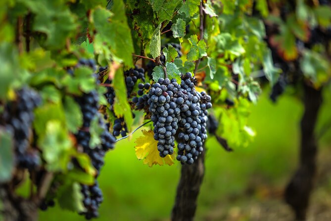Médoc Region Half-Day Wine Tour With Winery Visit & Tastings From Bordeaux - Tasting Experiences