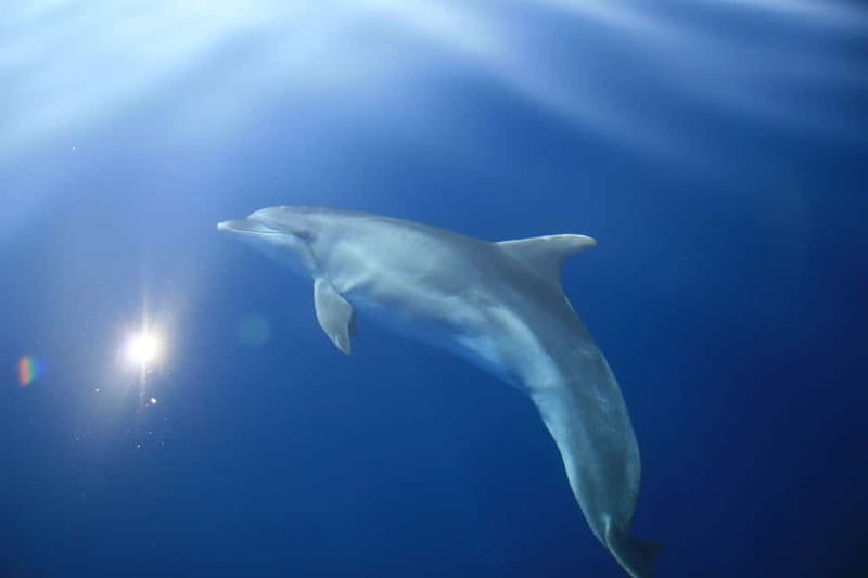 Medulin: Full-Day Boat Tour of the Archipelago w/ Lunch - Passing the Porer Lighthouse