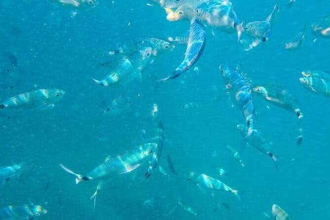 Medulin: Private Glass Bottom Boat Tour to Levan Island - Who Will Love This Tour?