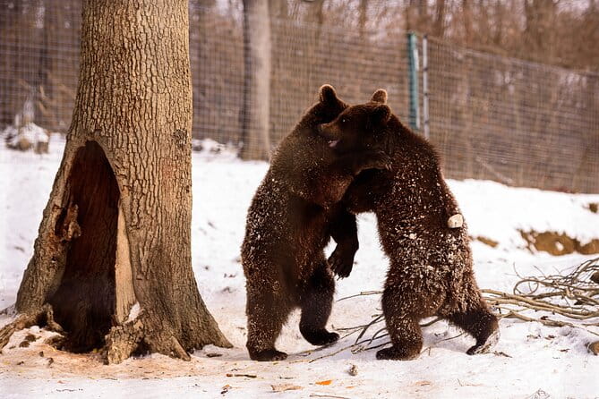 Meet the Bears & Visit Dracula Castle Day Tour from Bucharest - Who should consider this trip?